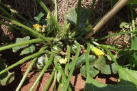 /album/fronteira-seeds/buttergem-jpg/